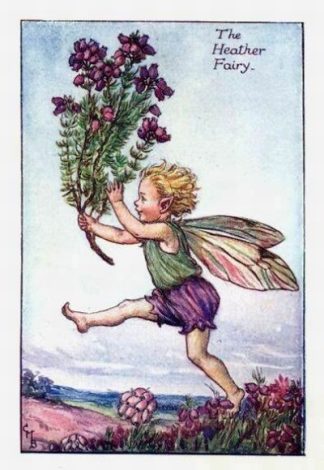 Heather Flower Fairy – Flower Fairy Prints