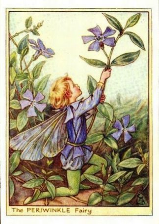 Periwinkle Flower Fairy – Flower Fairy Prints