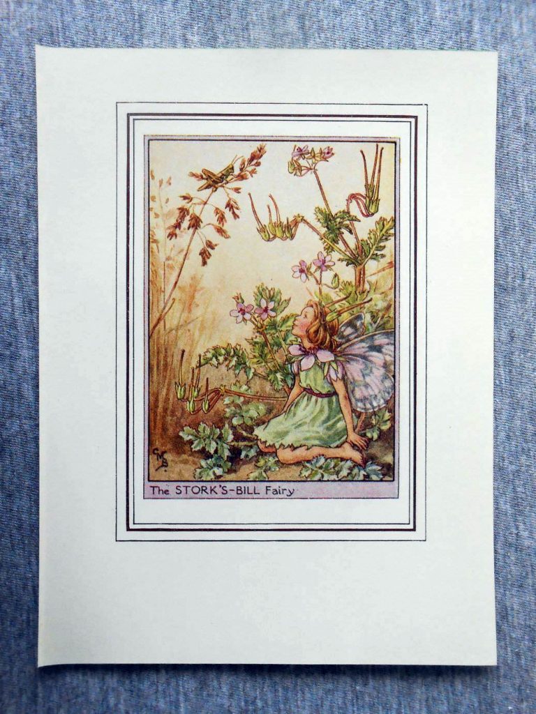 Storks-Bill Flower Fairy – Flower Fairy Prints