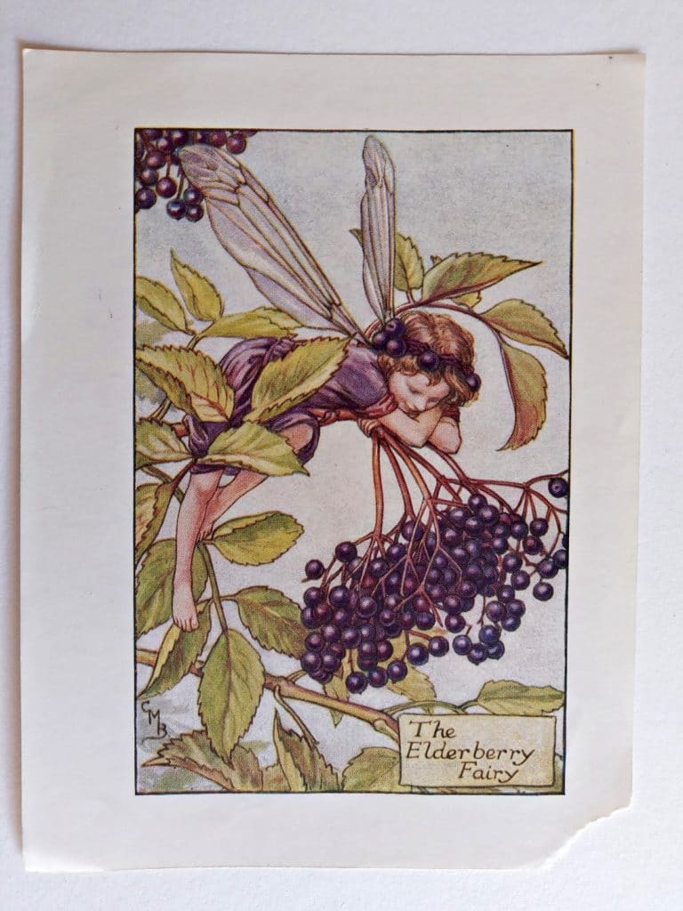 Elderberry Fairy Flower Fairy Prints