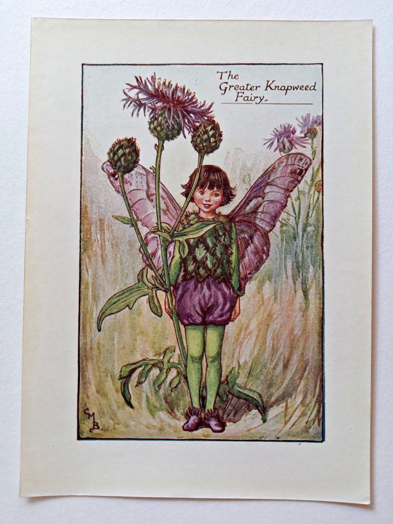 Greater Knapweed Fairy Flower Fairy Prints