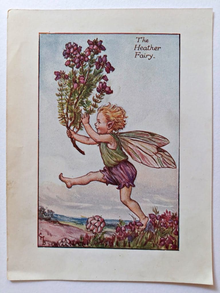 Heather Fairy – Flower Fairy Prints