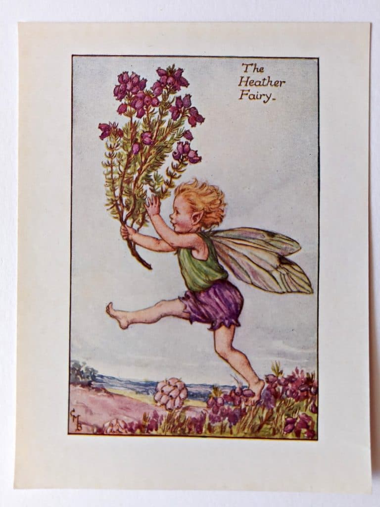 Heather Flower Fairy Print – Flower Fairy Prints