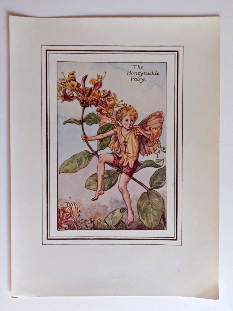 Honeysuckle Fairy – Flower Fairy Prints