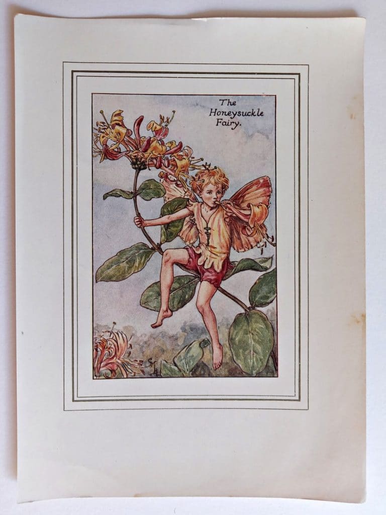 Honeysuckle Fairy – Flower Fairy Prints