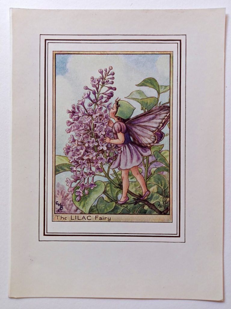 Lilac Fairy – Flower Fairy Prints