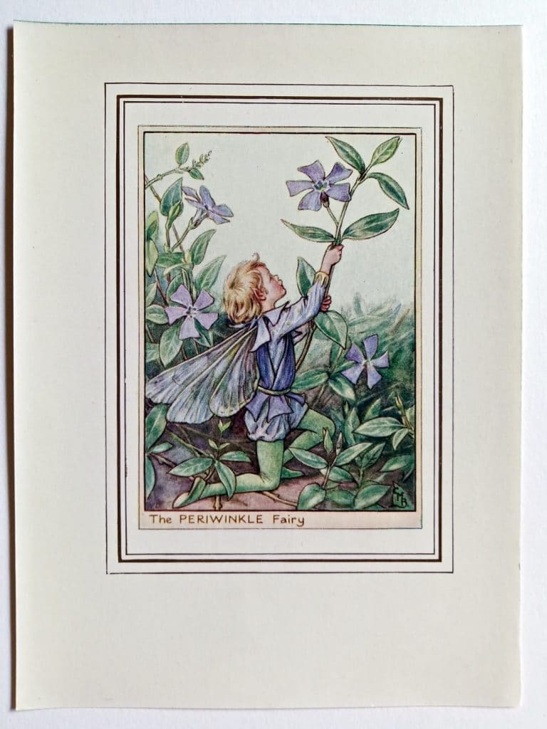 Periwinkle Fairy – Flower Fairy Prints