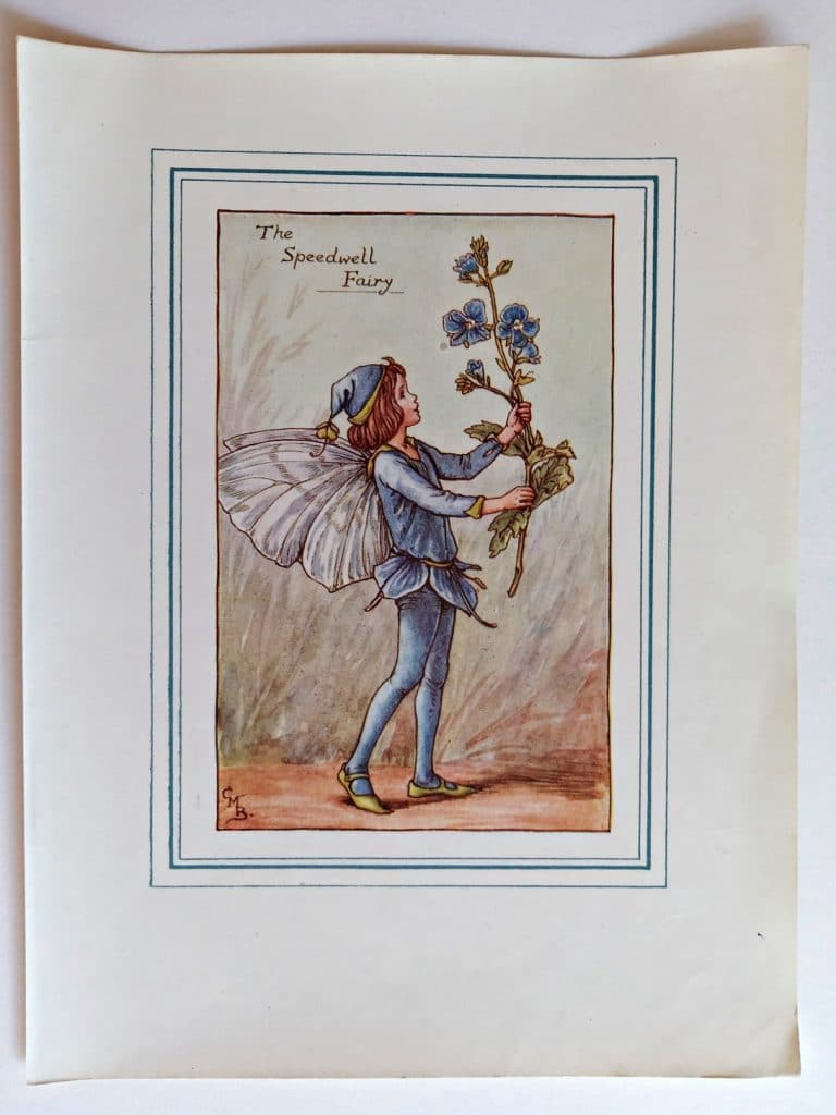 Speedwell Fairy – Flower Fairy Prints