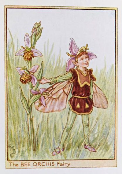 Wayside Fairies – Flower Fairy Prints