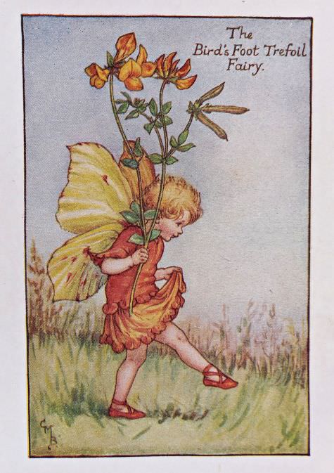 Summer Fairies – Flower Fairy Prints