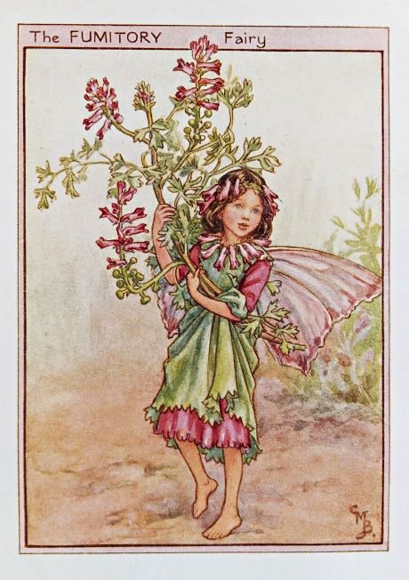 Wayside Fairies – Flower Fairy Prints