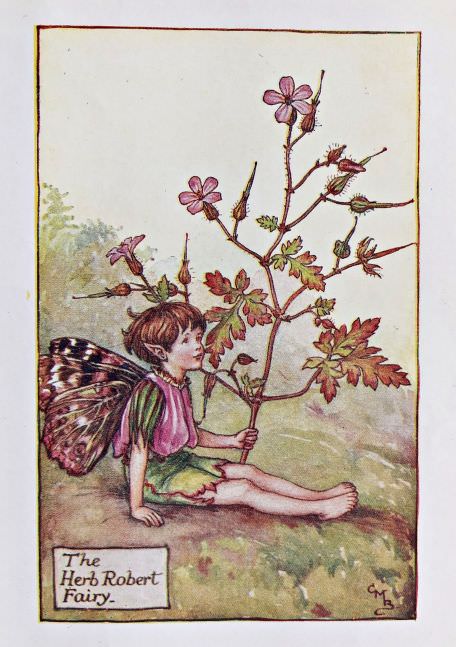 Summer Fairies – Flower Fairy Prints