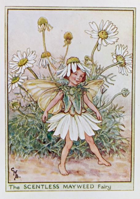 Wayside Fairies – Flower Fairy Prints