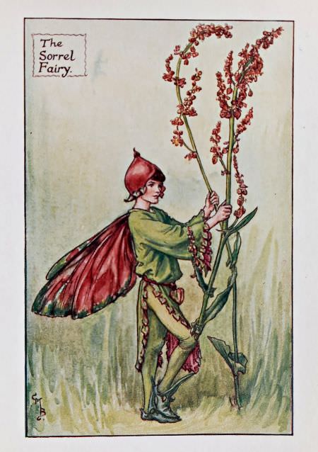 Summer Fairies – Flower Fairy Prints