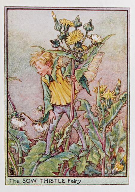 Wayside Fairies – Flower Fairy Prints