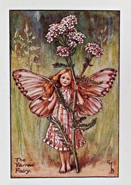 Summer Fairies – Flower Fairy Prints