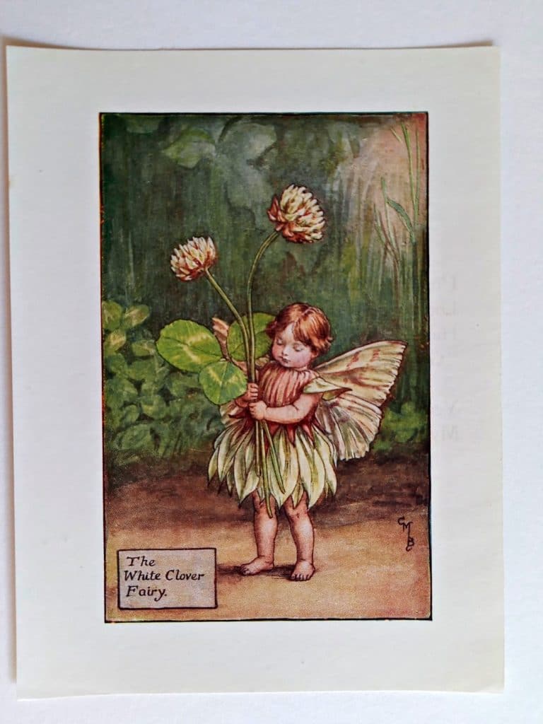 White Clover Fairy – Flower Fairy Prints