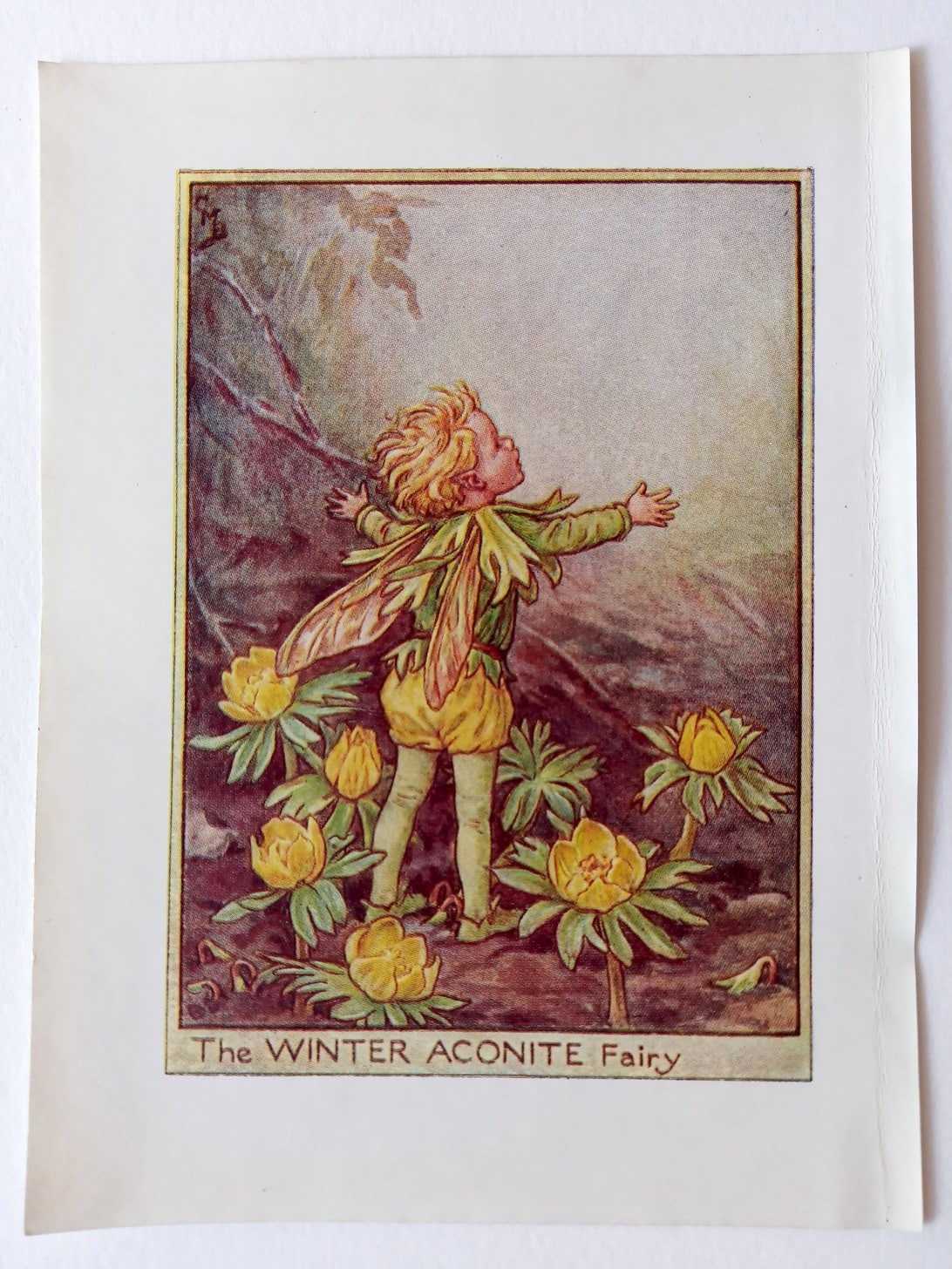 Winter Aconite Flower Fairy Print – Flower Fairy Prints